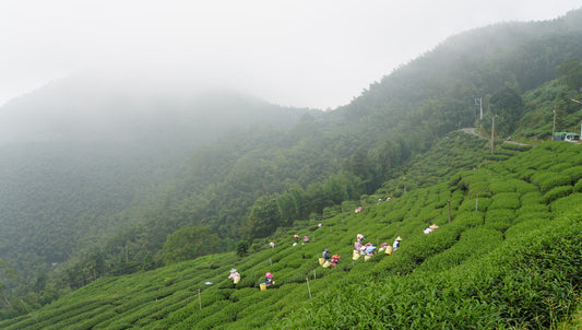 Thé Oolong torréfié de qualité supérieure Gohobi 大坪-炭烏龍