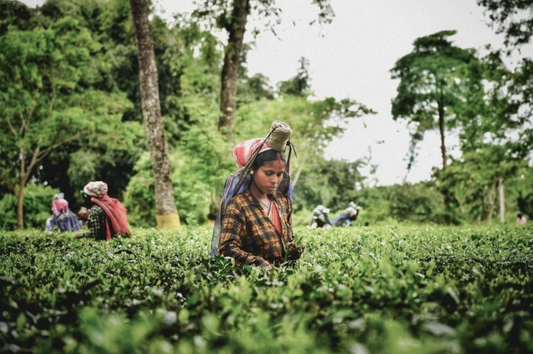 Eightyº - Eighty Degrees Tea Magazine Issue 15: The Shape of Tea