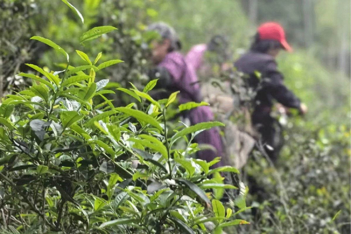 Gohobi Limited Edition Founder's Selection Black Tea 精選紅茶