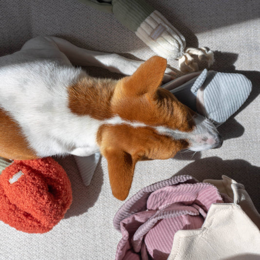 Gohobi x Lambwolf PEPPER/ ENRICHMENT TOY SET// SNUFFLE TOY