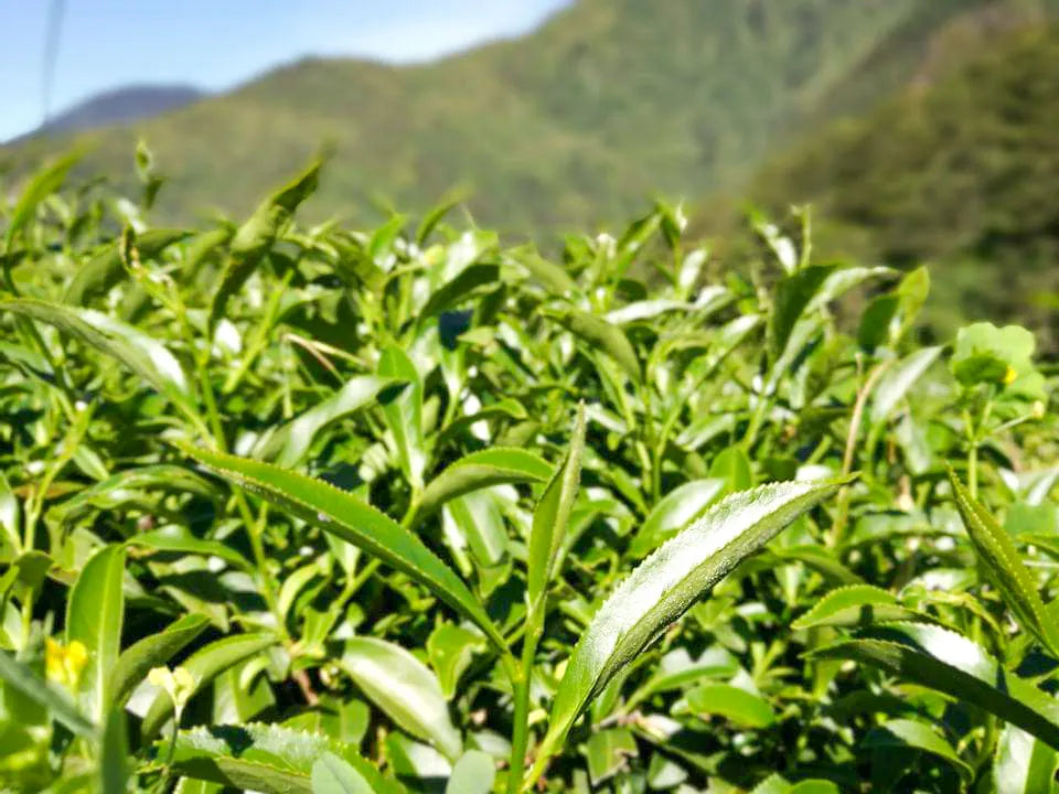 Gohobi Limited Edition Founder's Selection - Organic Taiwanese Oolong Tea 精選有機台灣烏龍