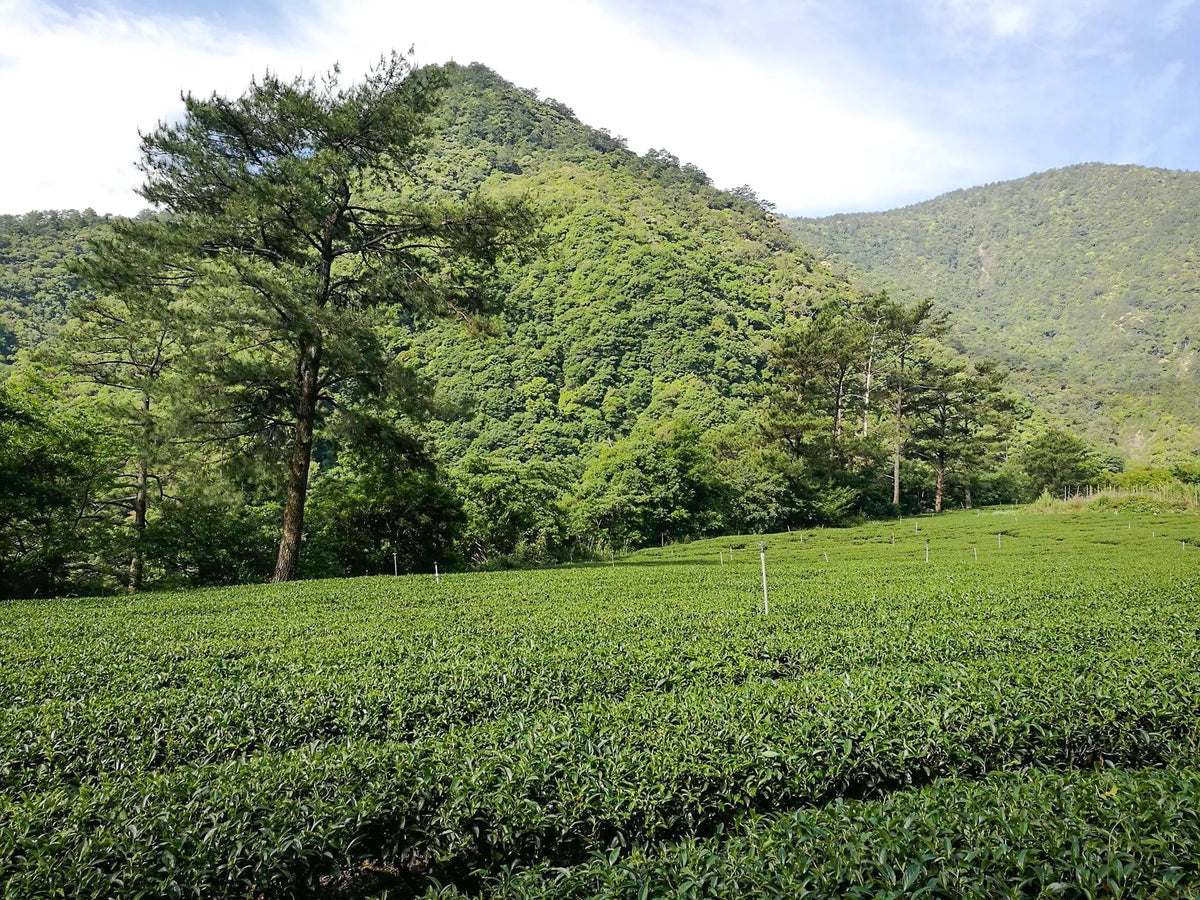 Gohobi Limited Edition Founder's Selection - Organic Taiwanese Oolong Tea 精選有機台灣烏龍
