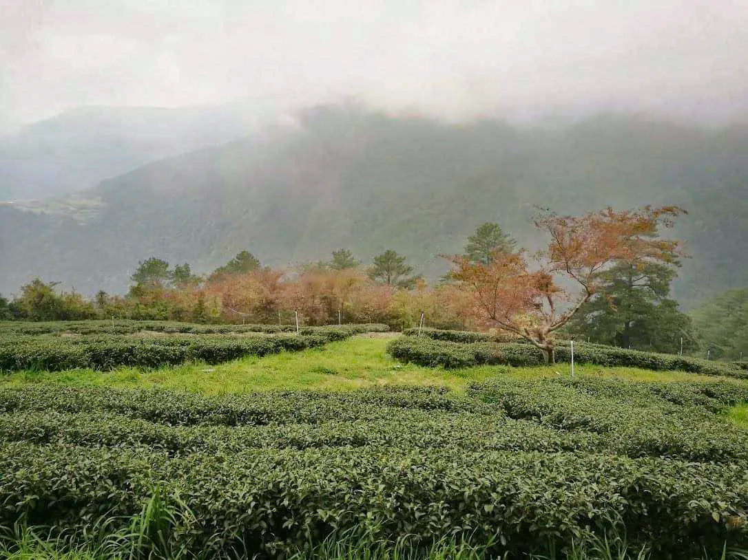 Gohobi Limited Edition Founder's Selection - Phoenix Dan Chong Blend Oolong Tea 精選鳳凰單叢拚配茶