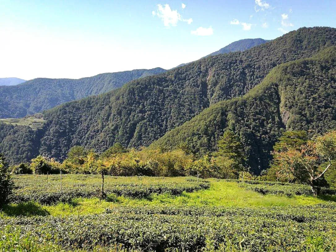Gohobi Limited Edition Founder's Selection - Organic Taiwanese Oolong Tea 精選有機台灣烏龍
