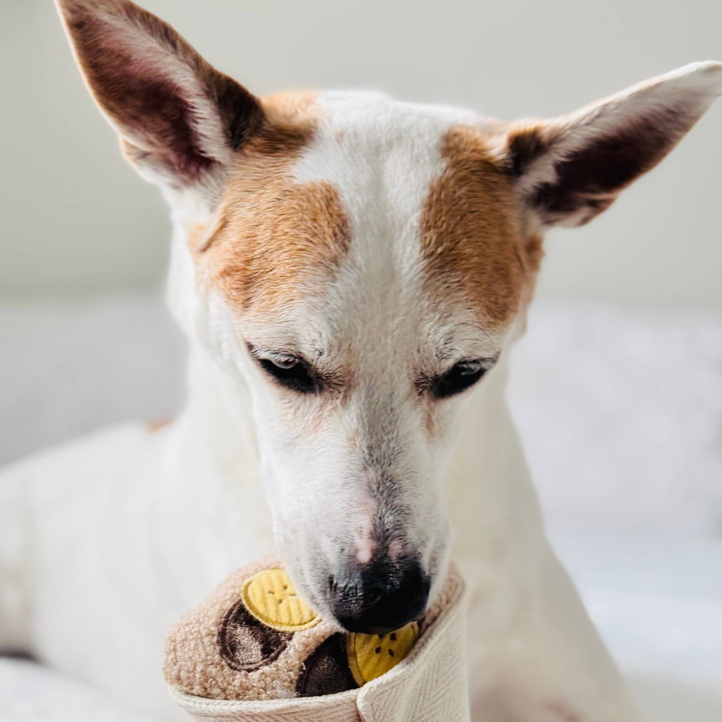 Gohobi x Lambwolf CREPE // ENRICHMENT DOG TOY