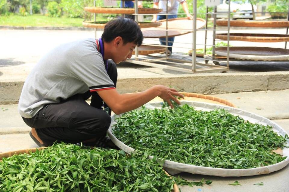 Gohobi Premium Red Oolong Tea Top quality ISO22000 Organic plant-based Tea farm Direct sourcing Taiwan tea bag loose leaf tea box Bao zhong