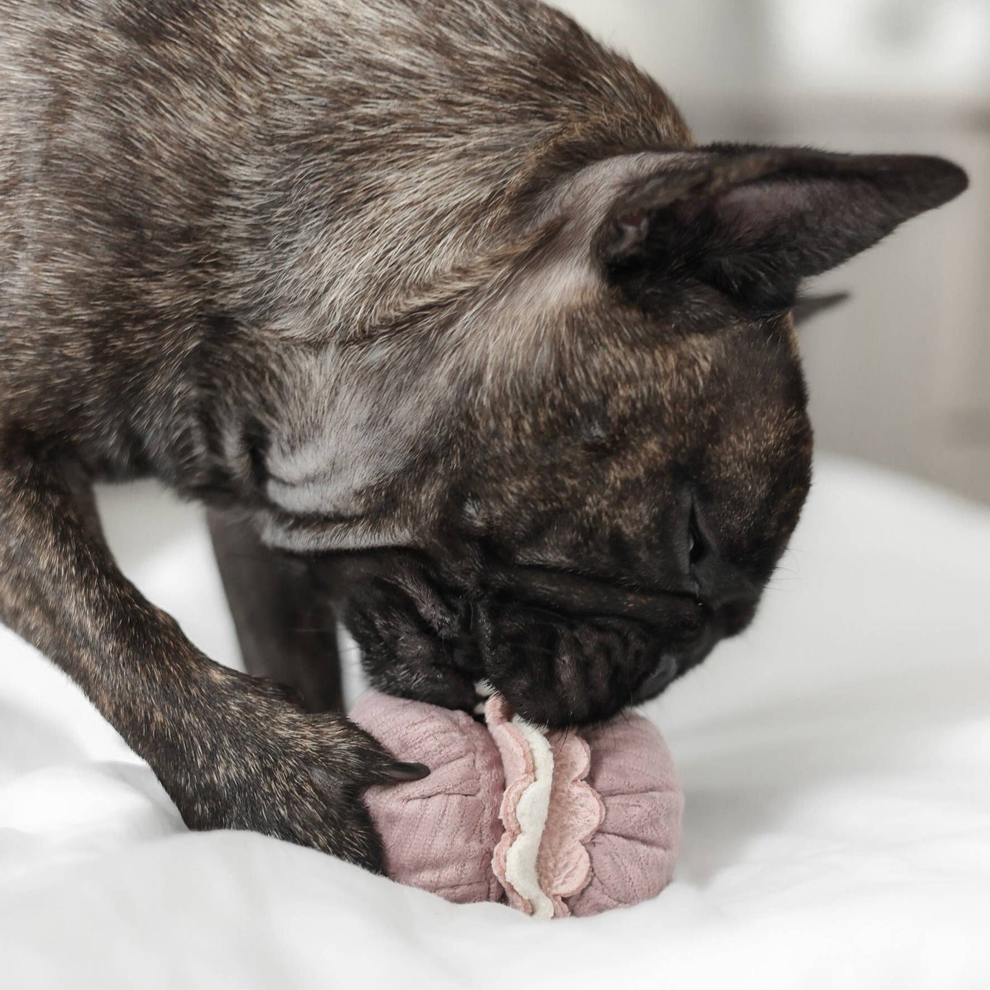 Gohobi x Lambwolf PETITE TWO/ENRICHMENT DOG TOY