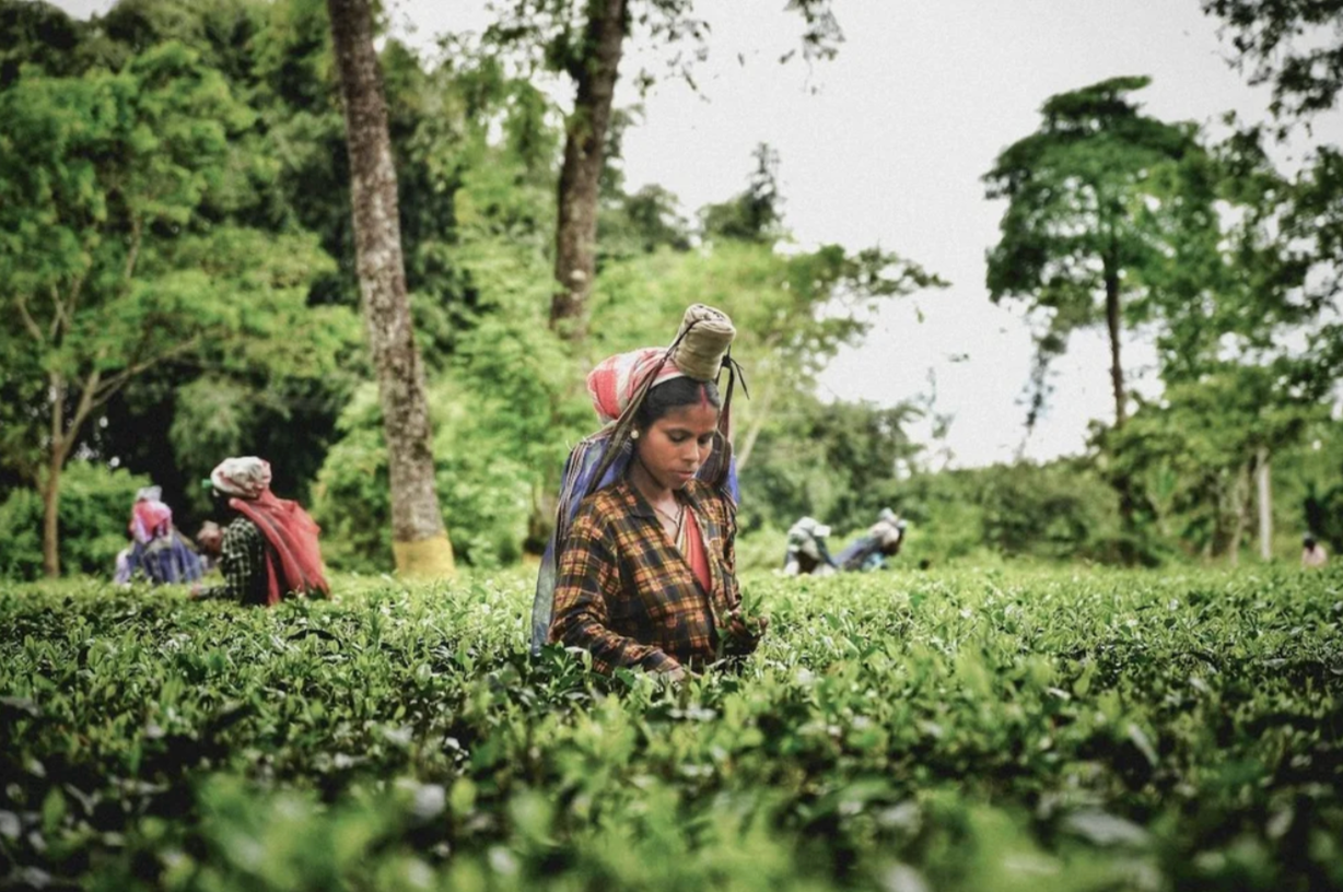 Eightyº - Eighty Degrees Tea Magazine Issue 15: The Shape of Tea