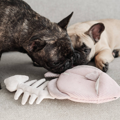 ANGEL FISH//ENRICHMENT DOG TOY