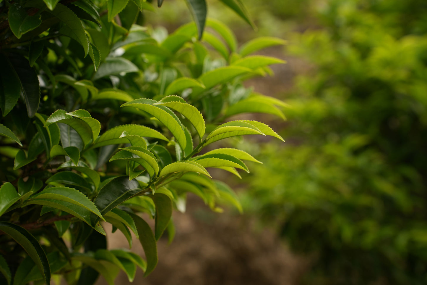 YANWU Phoenix Dan Chong Oolong Tea - Almond Aroma 鳳凰單叢茶 - 杏仁香