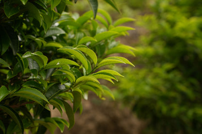 YANWU Phoenix Dan Chong Oolong Tea - Almond Aroma 鳳凰單叢茶 - 杏仁香