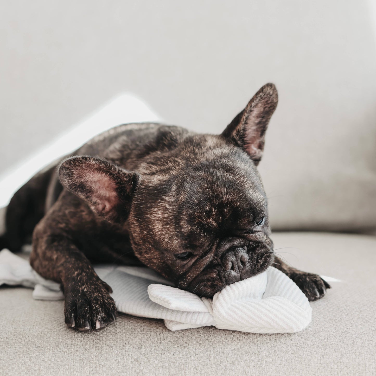 Lambwolf TROUT//ENRICHMENT DOG TOY
