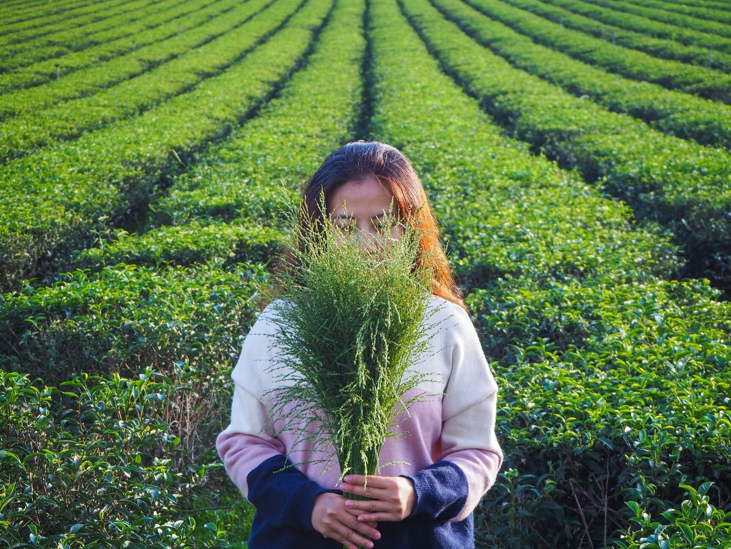 Gohobi Premium Red Oolong Tea Top quality ISO22000 Organic plant-based Tea farm Direct sourcing Taiwan tea bag loose leaf tea box Bao zhong